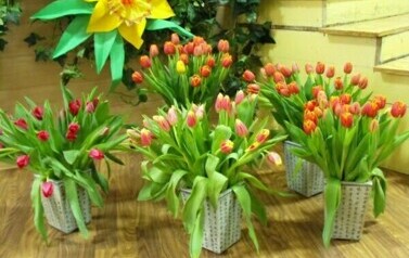 Dzień Kobiet - 08.03.2012 r. 28