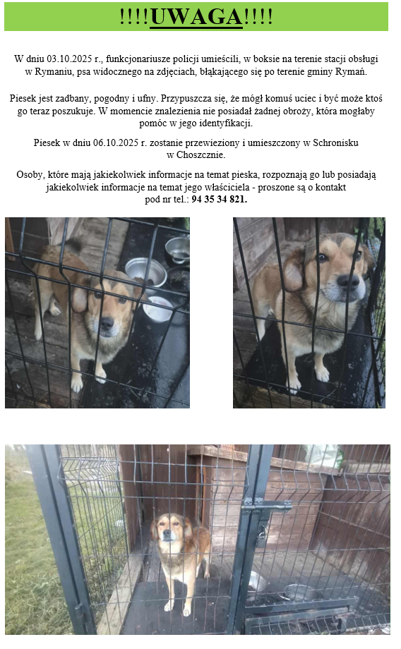 Pies_znalezione_na_terenie_gminy_2025-10-03