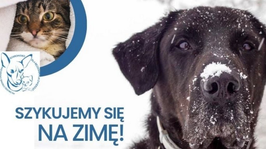 Schronisko w&nbsp;Choszcznie