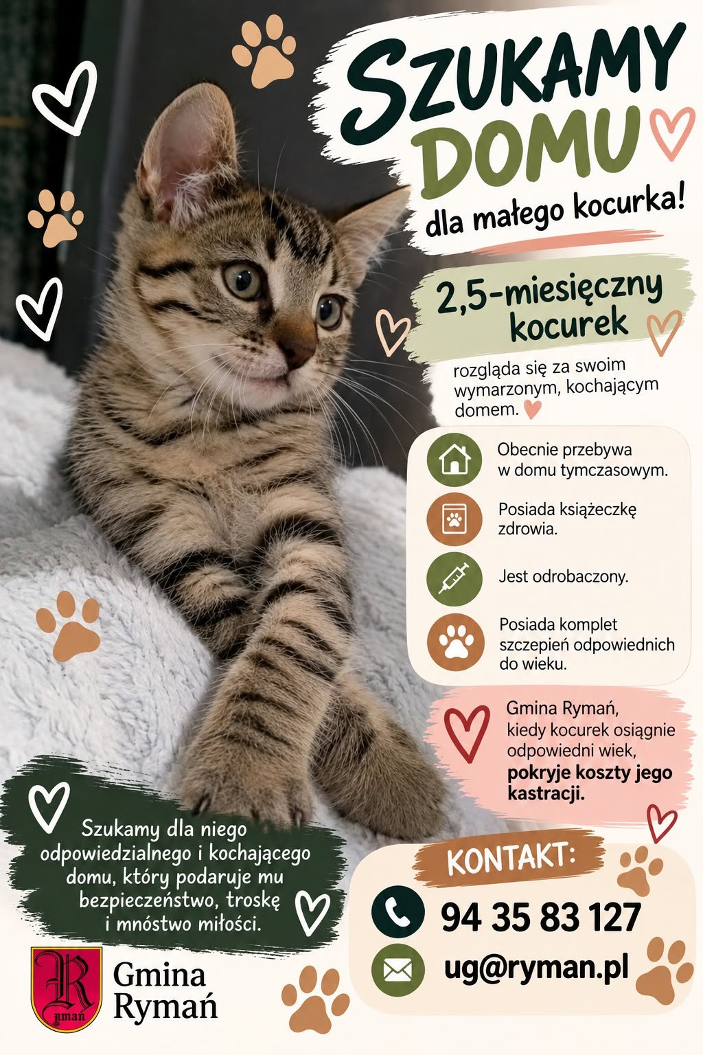 Szukamy domu dla kota