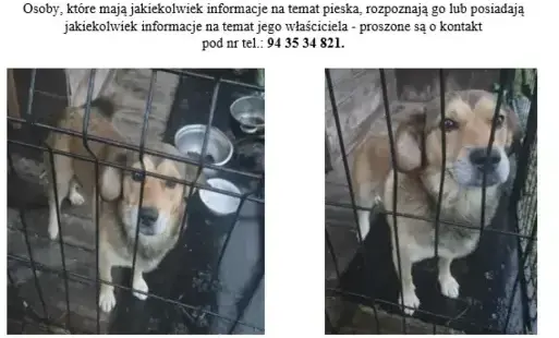 Pies znalezione na terenie gminy_2025.10.03