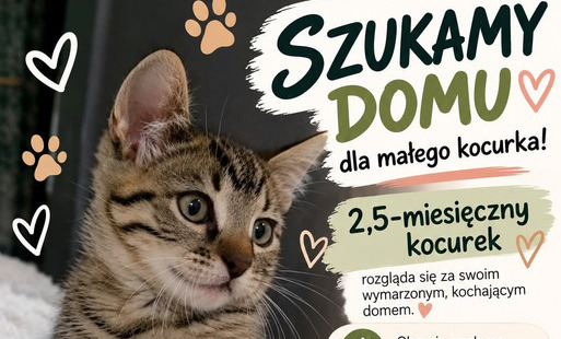 Szukamy domu dla kota