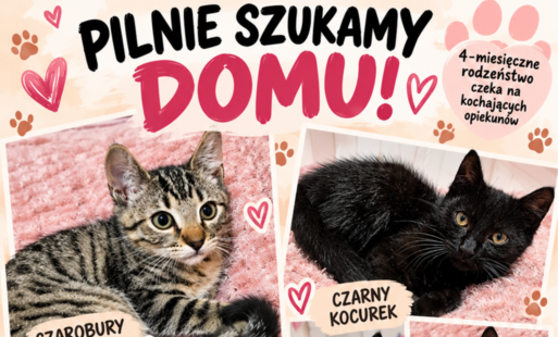Szukamy domu dla kotów_2026.10.16