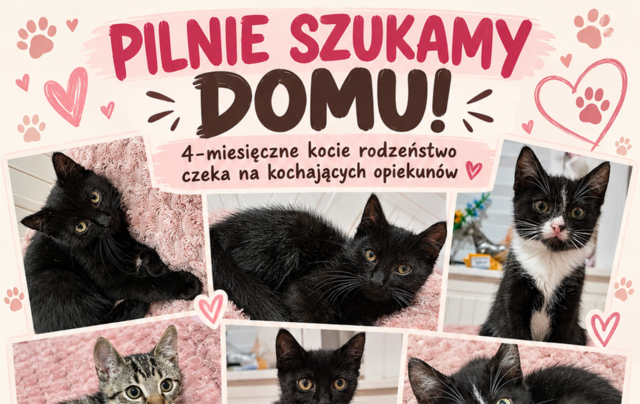 Poszukiwanie domu dla kotów w Rymaniu